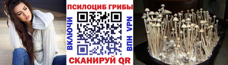 Псилоцибиновые грибы Psilocybe  Нальчик 
